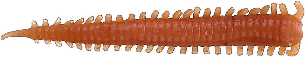 BRK'LY GULP 2' SANDWORM (24)  NATURAL