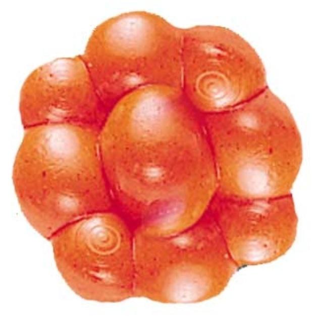 BRK'LY TROUT/S-HEAD CLUSTER FLO/ORG (25) #PBBEC-FO  MATERIAL #1307612 - BRK'LY