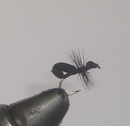 C/A FLIES  BLACK FOAM ANT #14 (12)