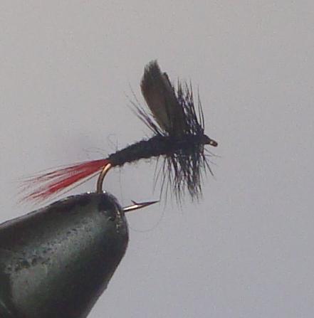 C/A FLIES  BLACK GNAT RED TAIL #10 (12) - C/A