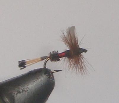 C/A FLIES  ROYAL COACHMAN #10 (12)