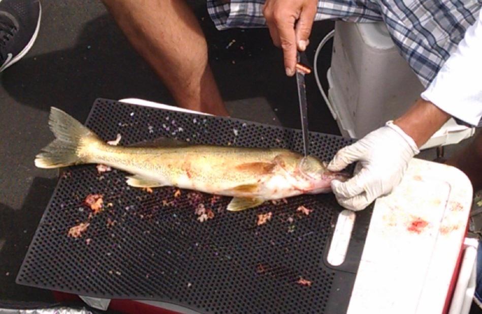 FILLET AWAY FISH MAT 14'X19' BLACK - Gunarama