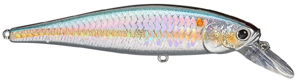 LUCK POINTER 78  MS AMERICAN SHAD