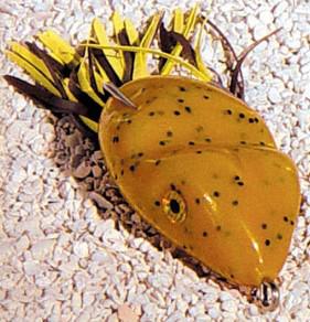 S/LURE SCUM FROG 5/16 OZ  PUMPKIN SEED - Gunarama